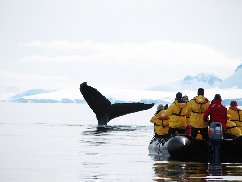 Zodiac cruisers offer Arctic expedition passengers the opportunity to get up close and personal with wildlife, like this whale.