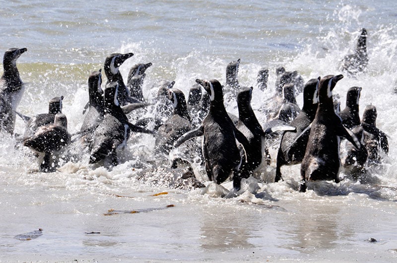 Magellanic penguins at Carcass Island