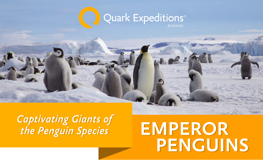 Emperor Penguin Facts Quark Expeditions.png