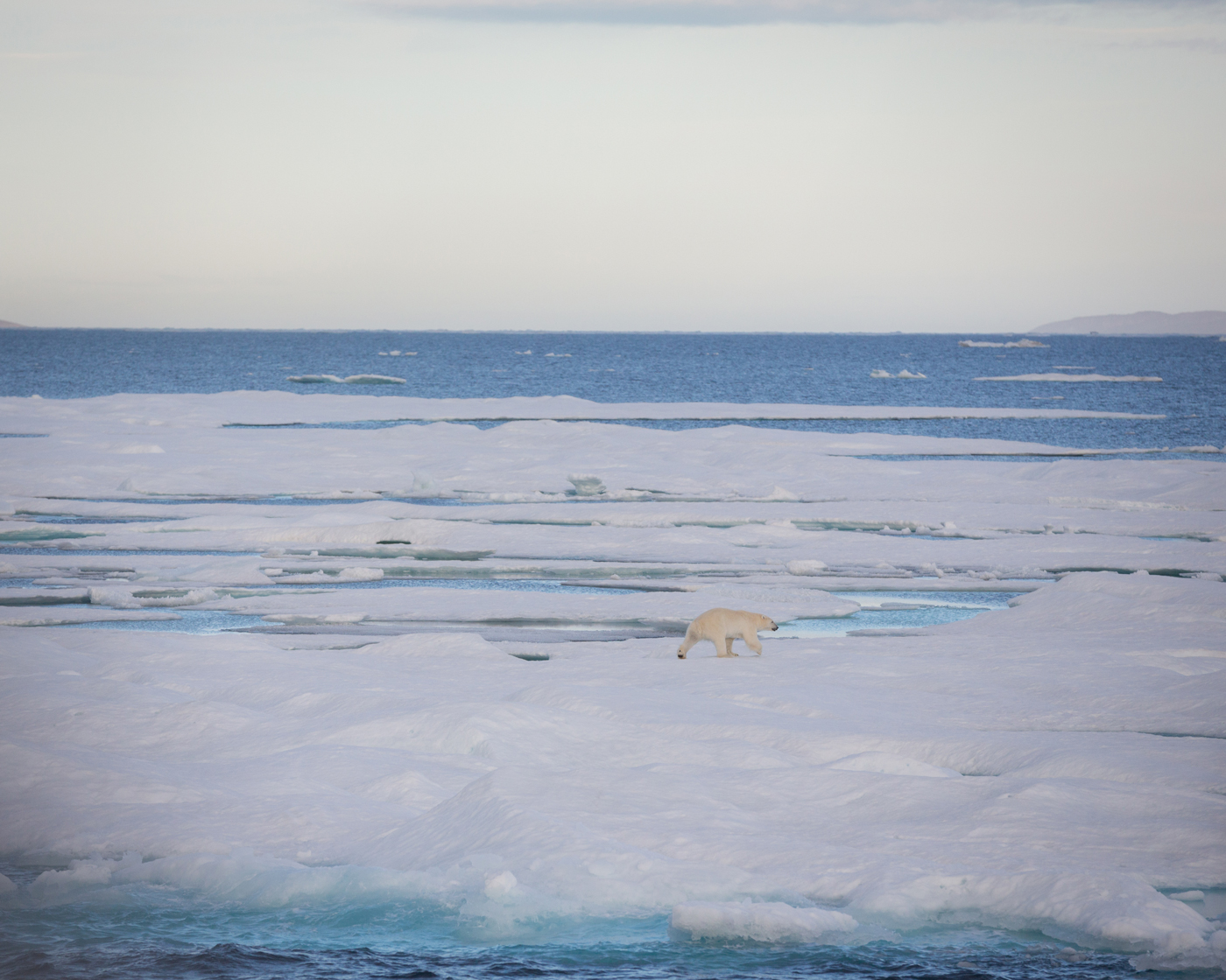 Polar Bear in the Canadian Arctic - Photo by Acacia Johnson