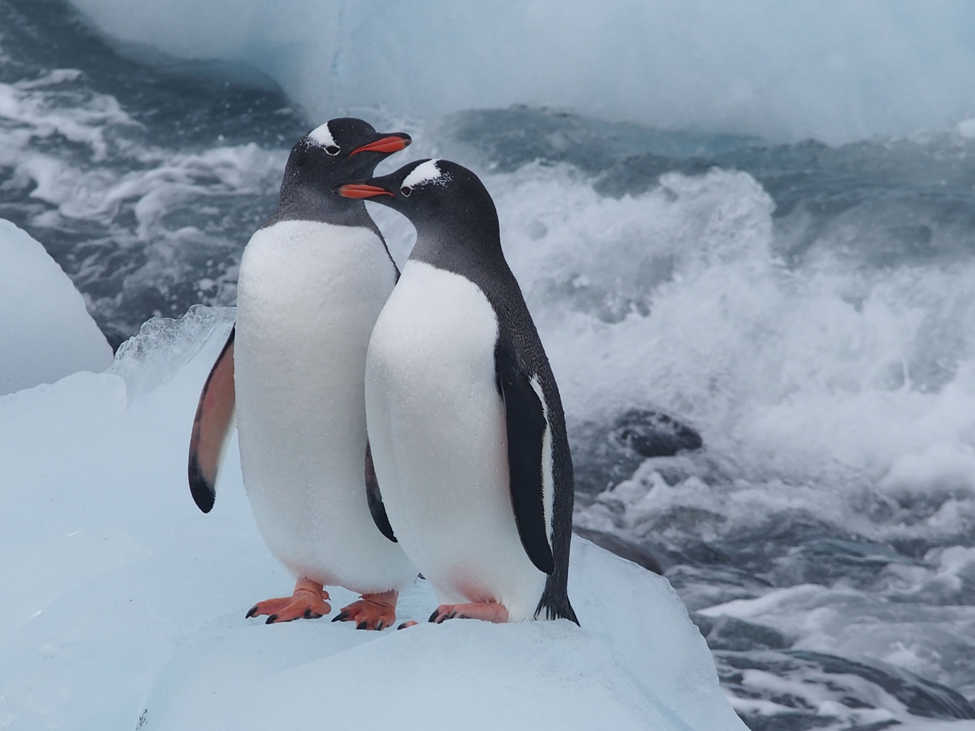 Gentoo Penguins-Photo credit: John and Karen Morrison.jpg