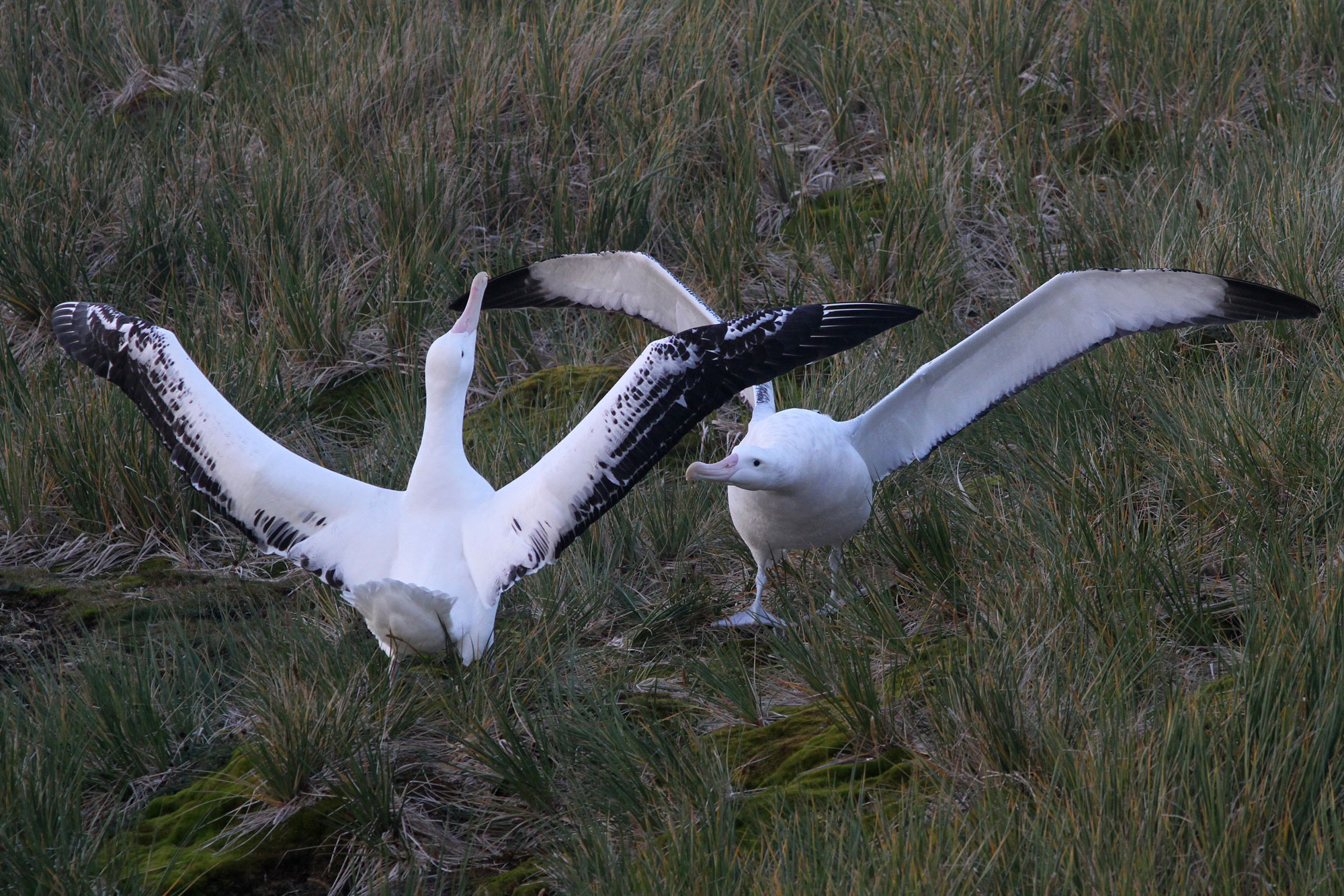 Wandering Albatross perform a courtship dance on the island of South Georgia, our first birding destination on the South Georgia to Cape Verde expedition. Photo: Noah Strycker