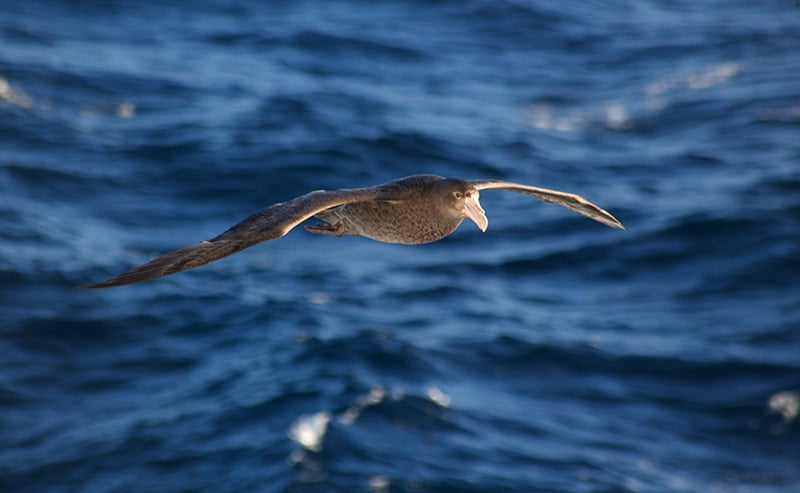 Southern Petrel over the drake passage