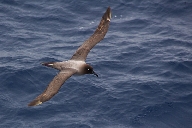 Sooty albatross over the Drake passage