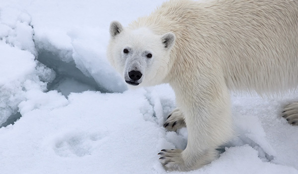Photographing polar bears in their natural environment is the thrill of a lifetime for wildlife lovers.