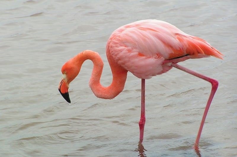 flamingo_-_boli_sanchez.jpg