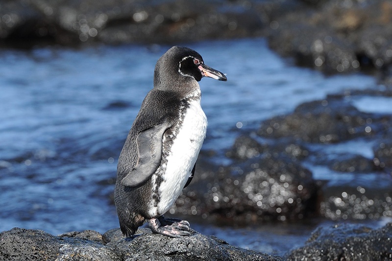 galapagos-penguin-1.jpg