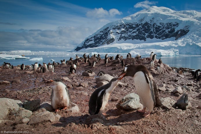 A Gentoo penguin feeds its young in Antarctica.