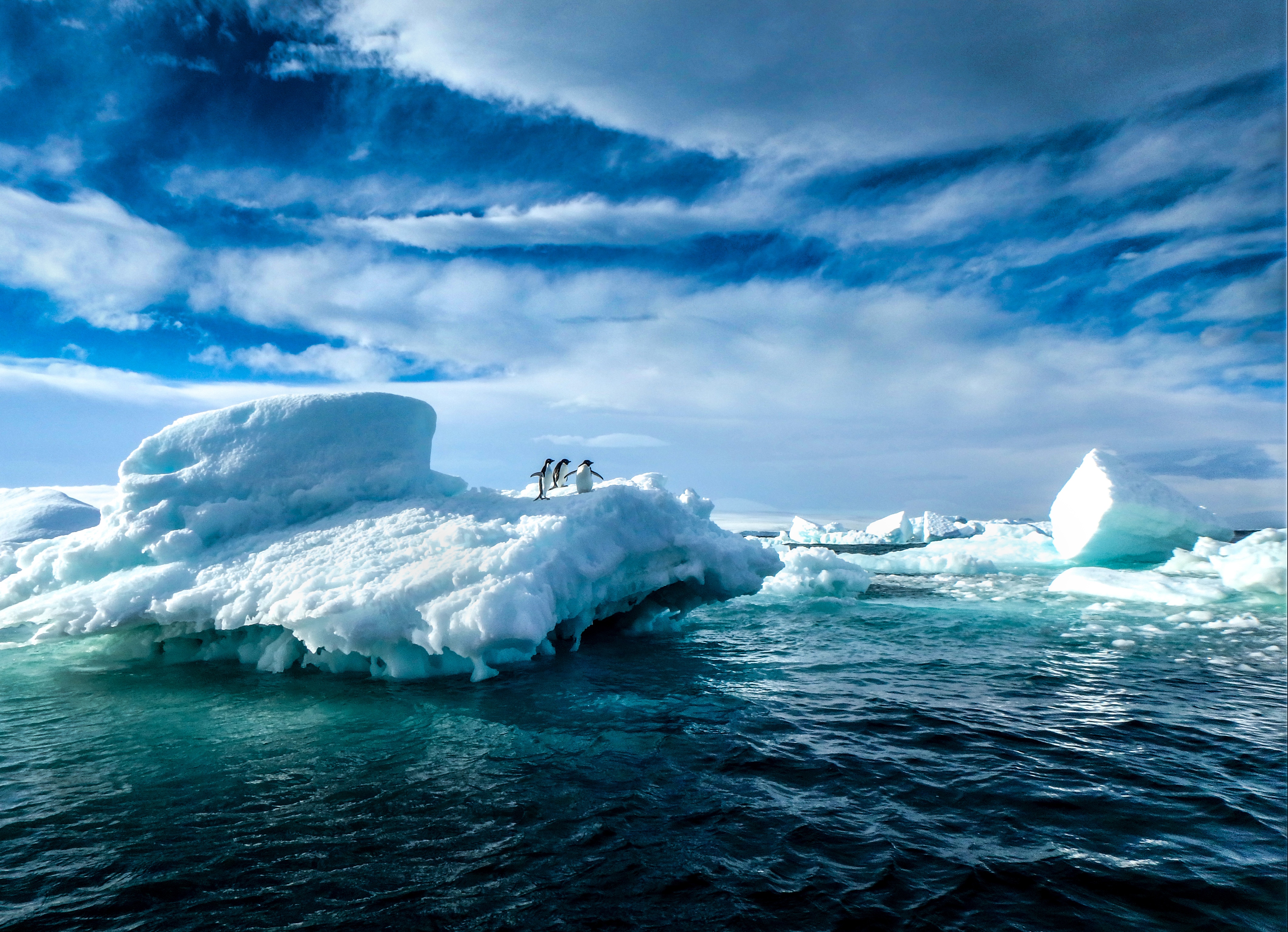 Katrina Zinger&apos;s award winning Penguins On Ice Antarctic photograph
