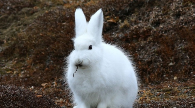 The arctic hare, pictured here nibbling on a piece of tundra flora, is another of the animals that lives in the Arctic. Photo courtesy of Nansen Weber Photography