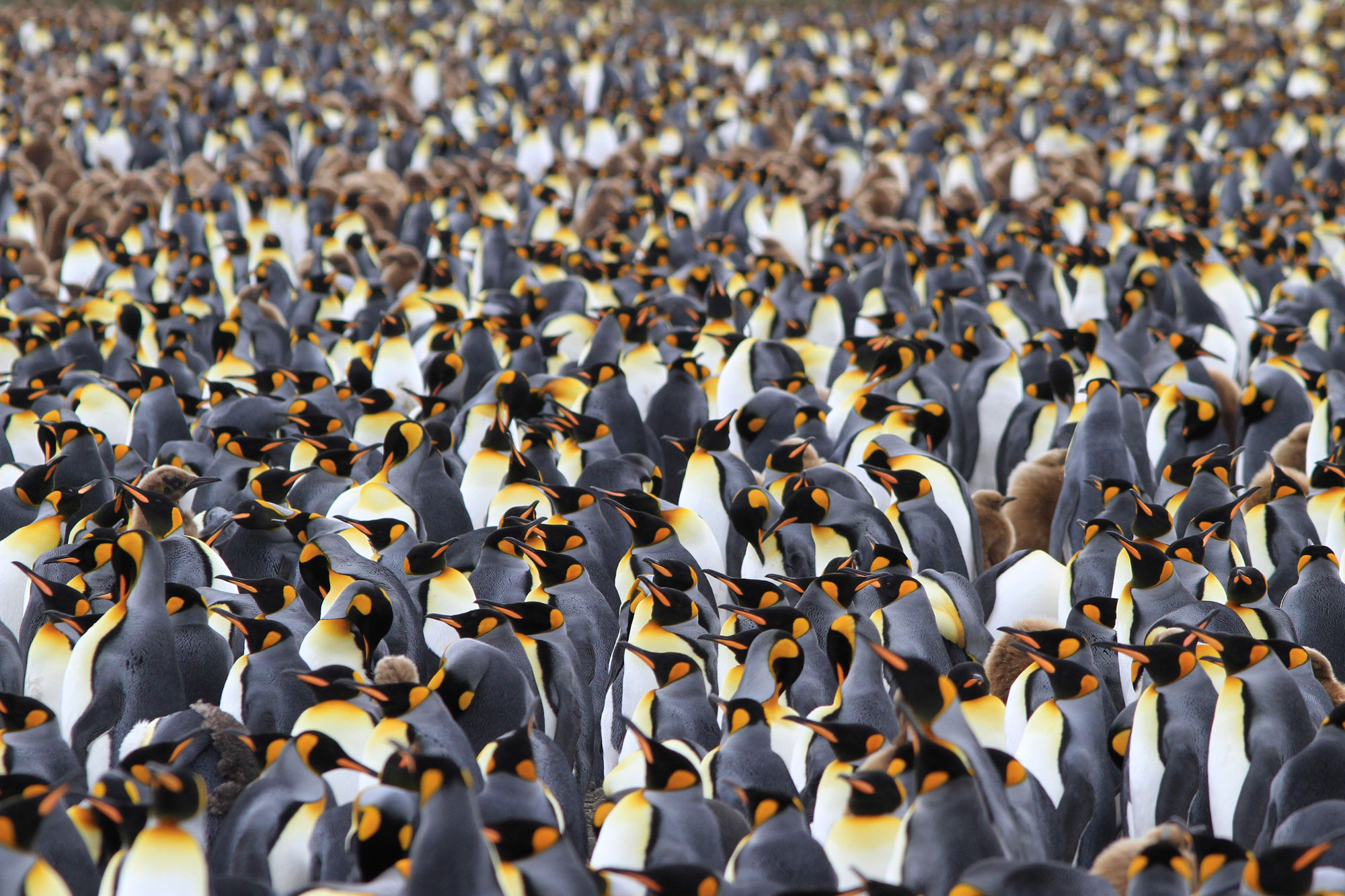 King penguins stand shoulder to shoulder on South Georgia, overwhelming visitors with their incessant calls, powerful smells and sheer beauty. Photo: Noah Strycker