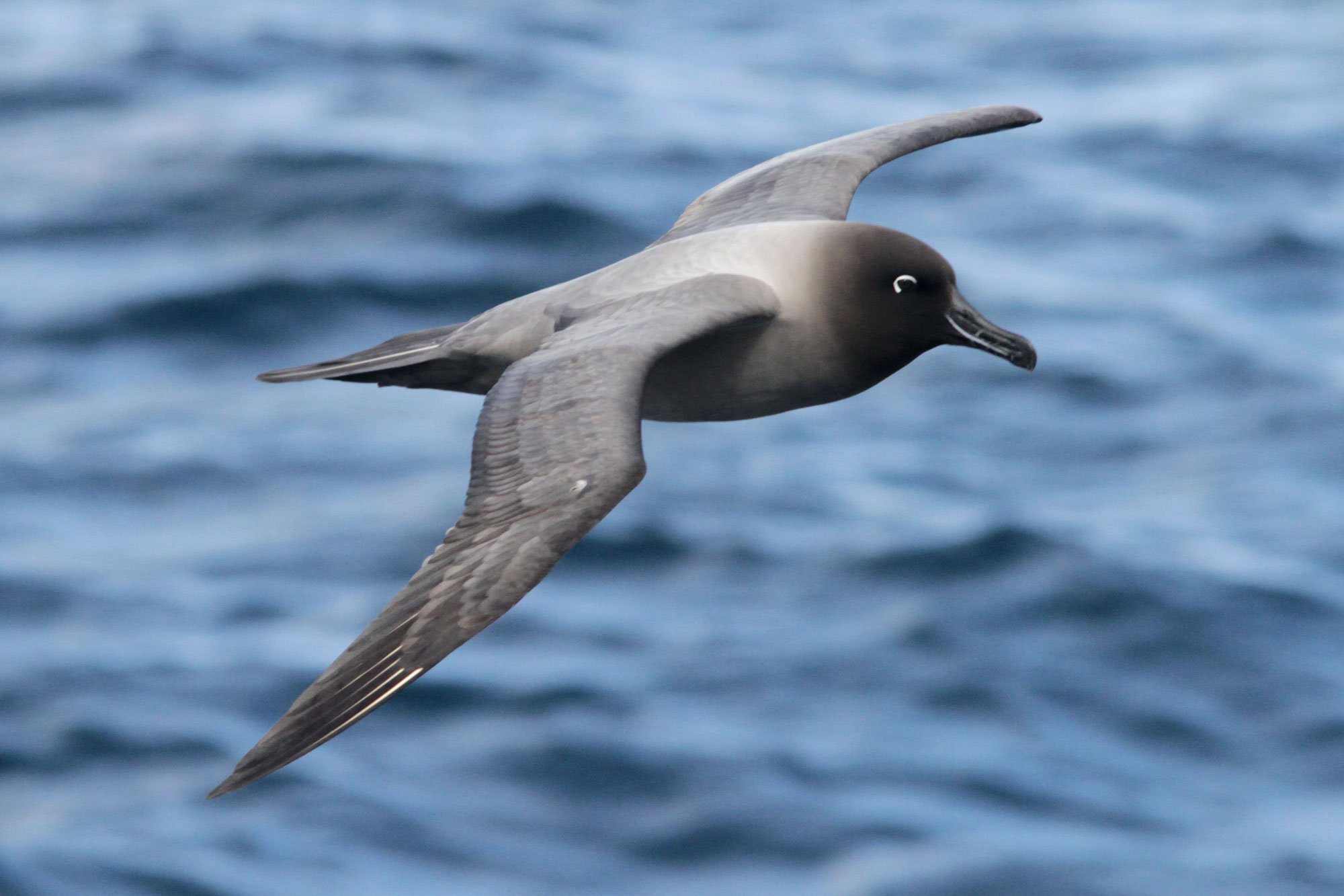 Many species of albatross inhabit the Chilean Patagonia.