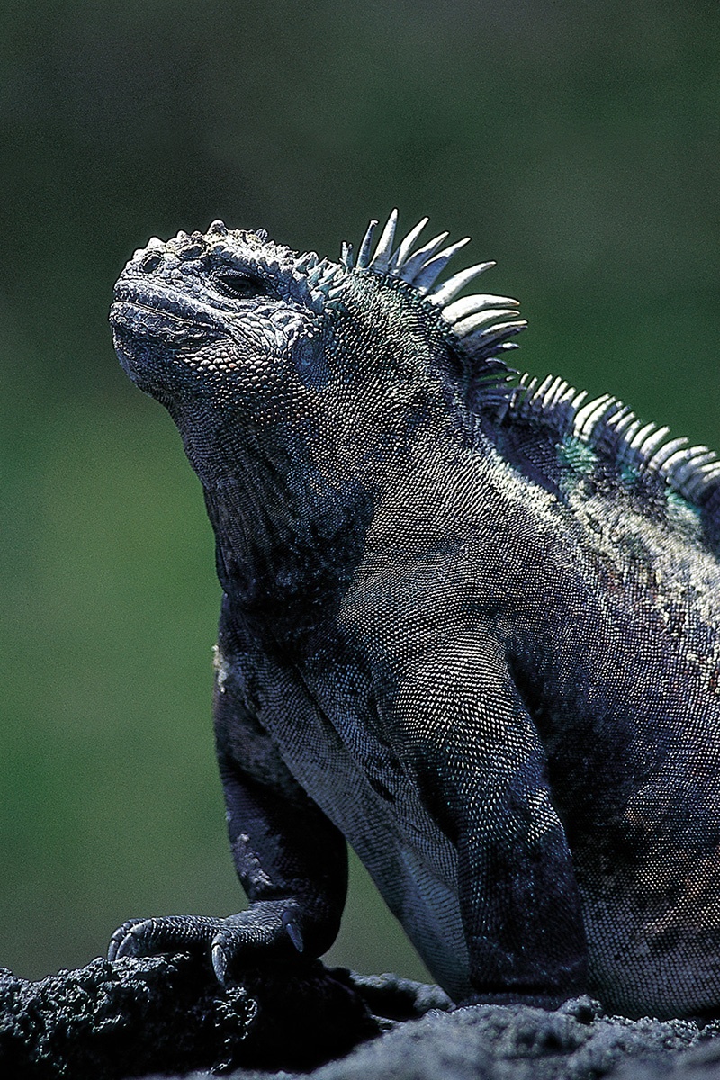 marine-iguana.jpg