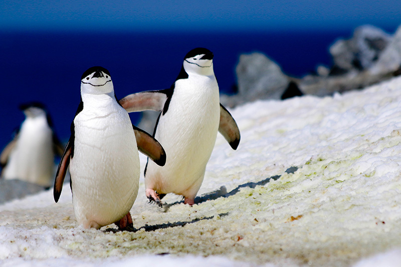 Chinstrap penguins at Half Moon Island