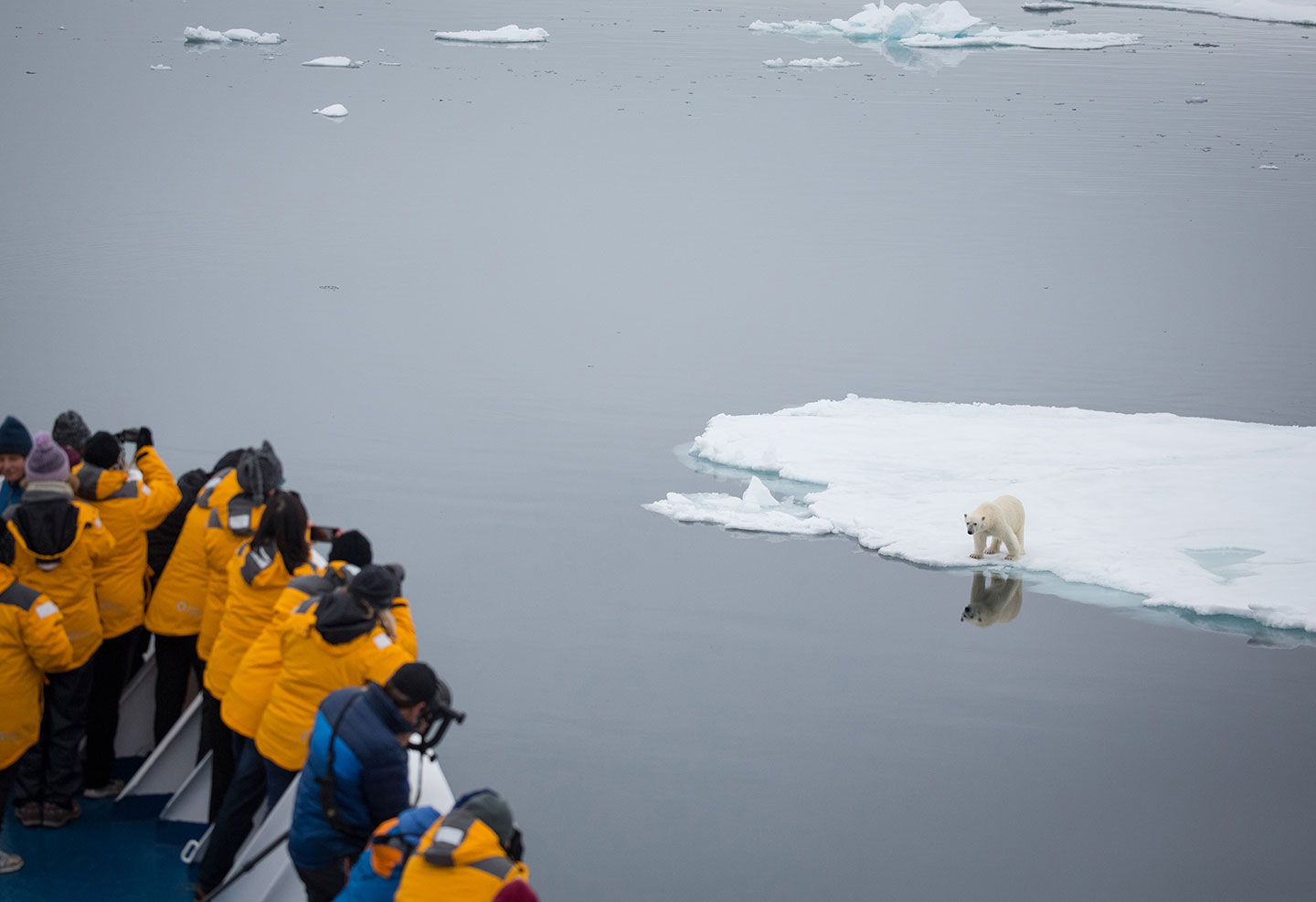 Guests have an excellent vantage point on the deck of a Quark Expeditions polar vessel in the Norwegian Arctic. Polar bears are most often seen along the ice edge searching for food, namely seals.