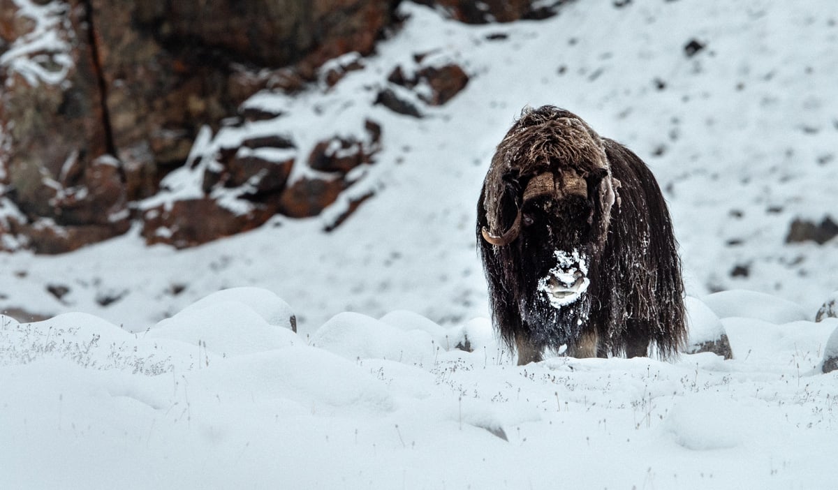 A musk ox searches for shrubs to eat.