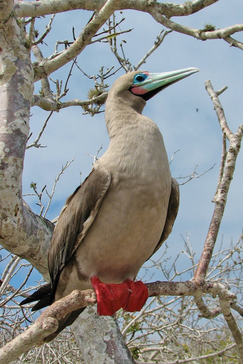 red-footed_booby.jpg