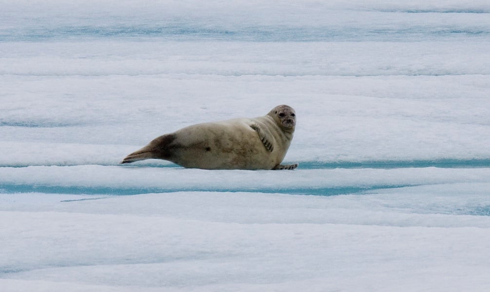A ringed seal hauled out on the ice surveys the Arctic landscape for any sign of its nemesis and greatest threat: the polar bear. Photo credit: Nansen Weber