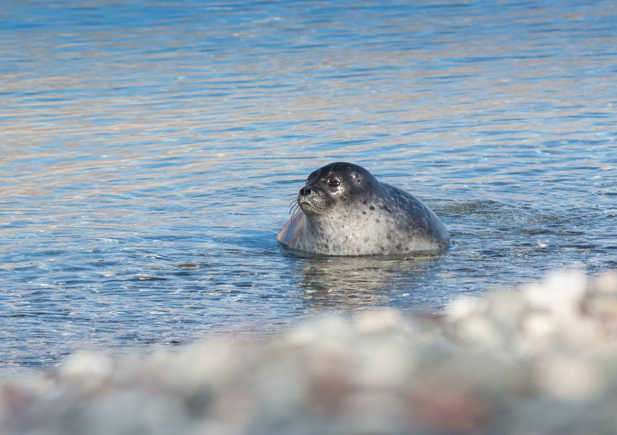 A ringed seal pops up near  Kong Oscar Fjord, East Greenland.