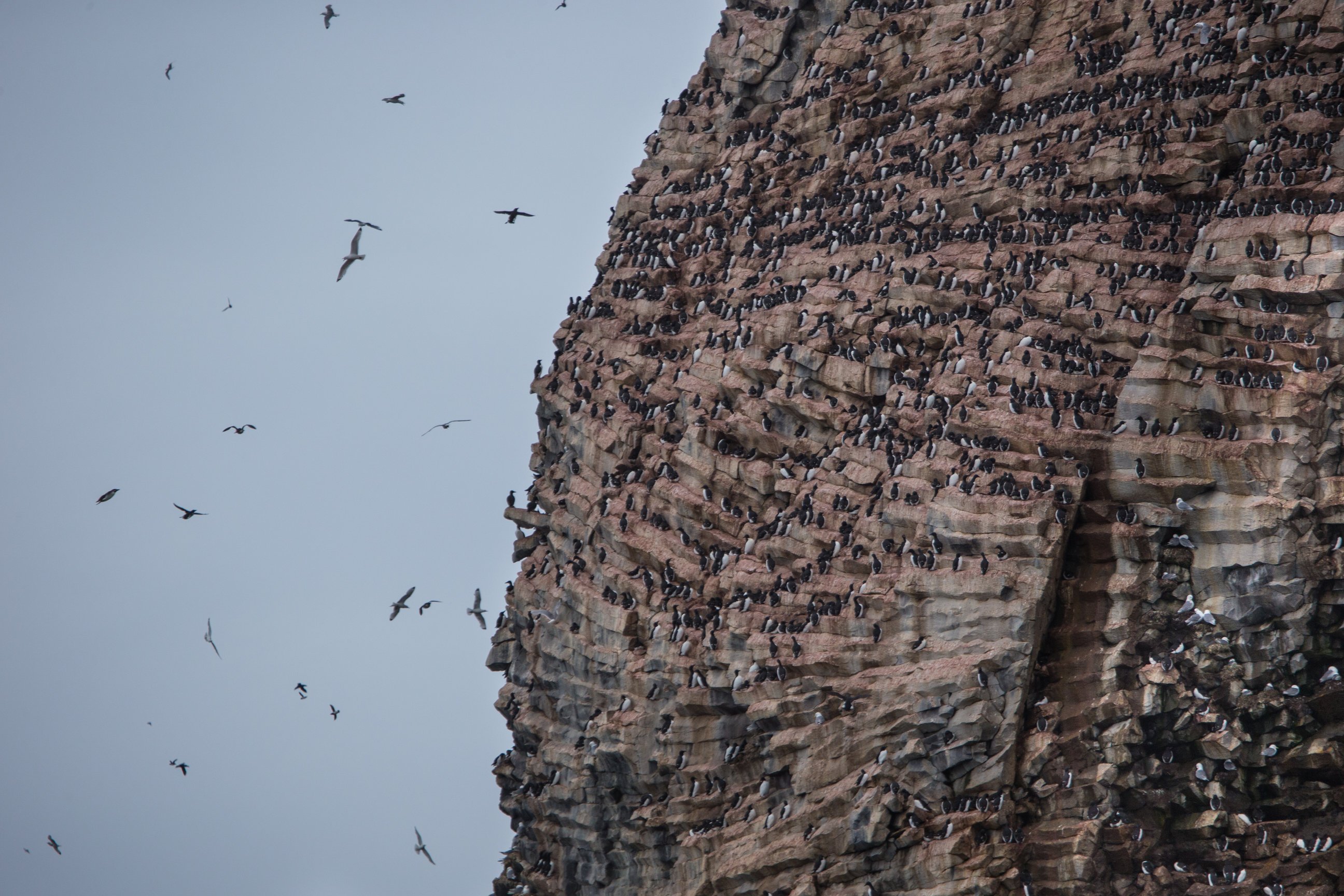 Seabirds swoop and dive against a murky Arctic sky at a bird cliff in Franz Josef Land. Photo credit: Николай Гернет