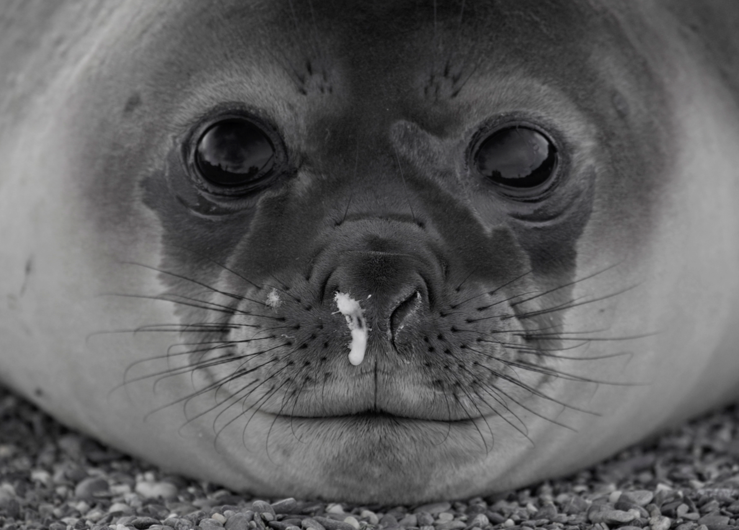 A seal peers into the camera, its face nearly symmetrical but for one noticeable difference that captures the viewer’s attention.