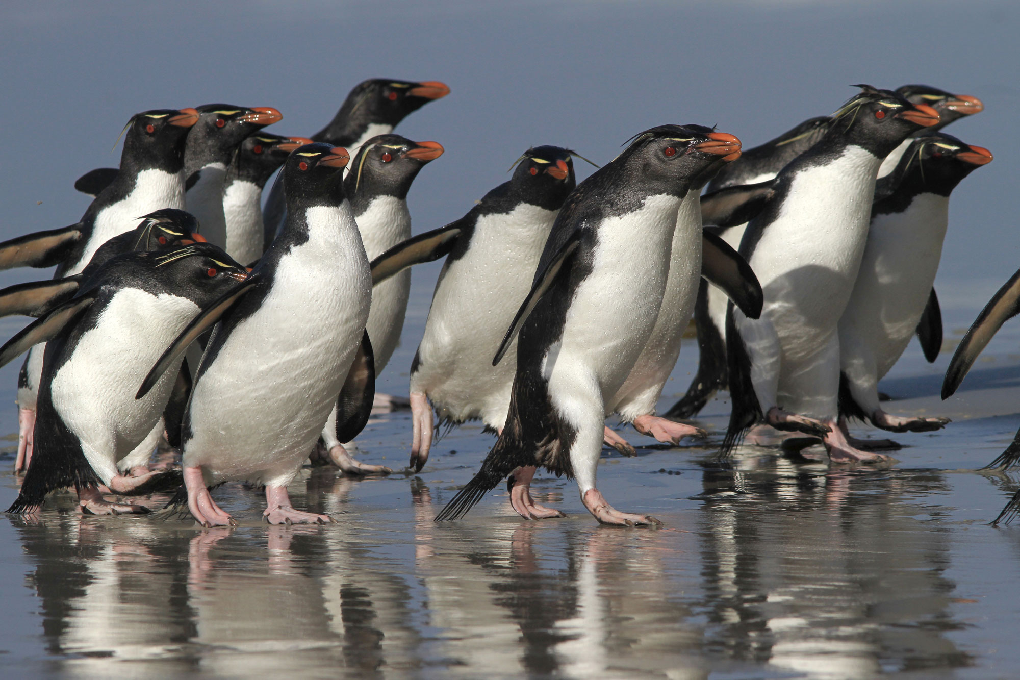 Southern Rockhopper penguins walk the beach in the Falkland Islands (Islas Malvinas), an early destination on the South Georgia to Cape Verde expedition. Photo: Noah Strycker