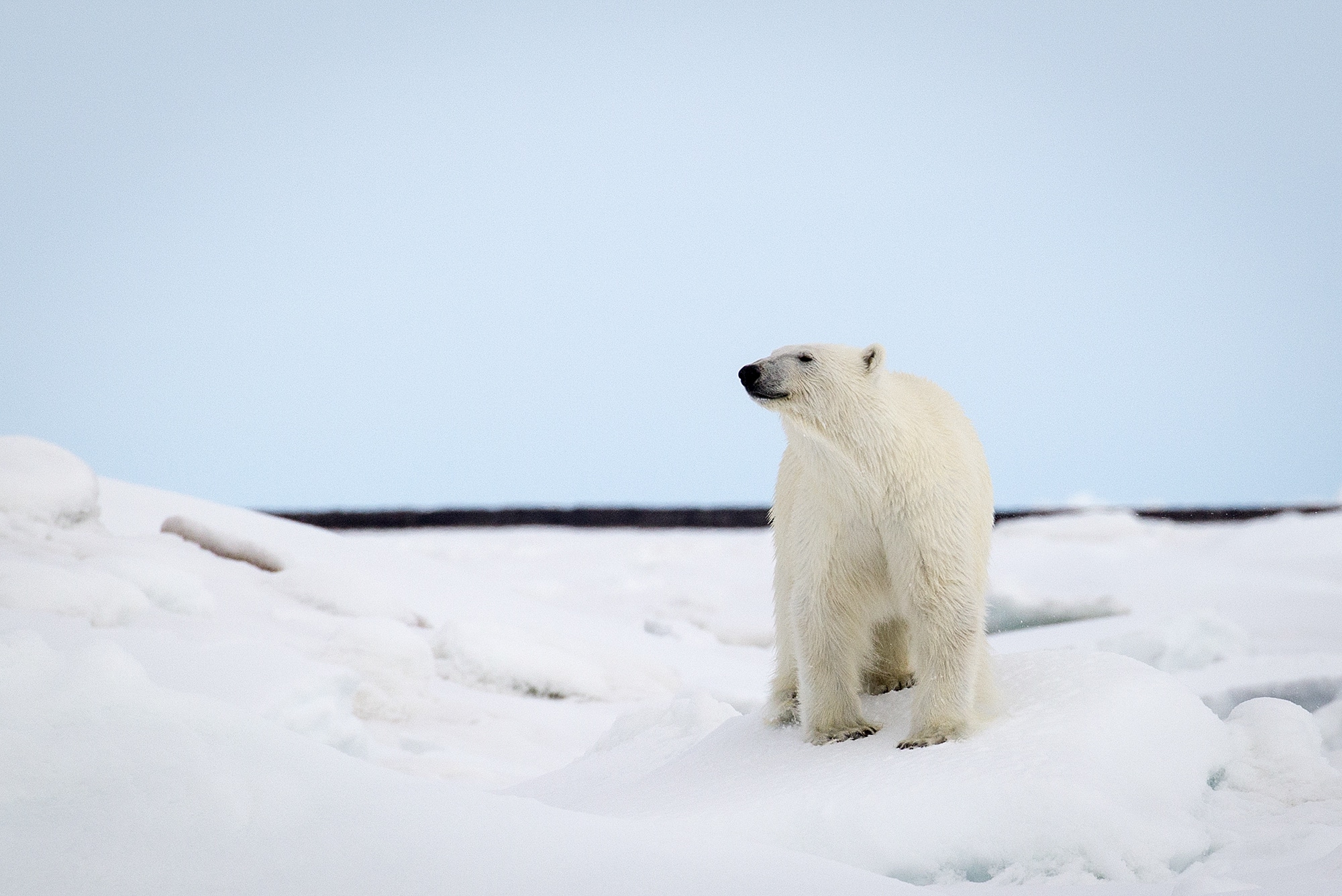 A majestic polar bear sniffs the crisp, clean air in Svalbard.