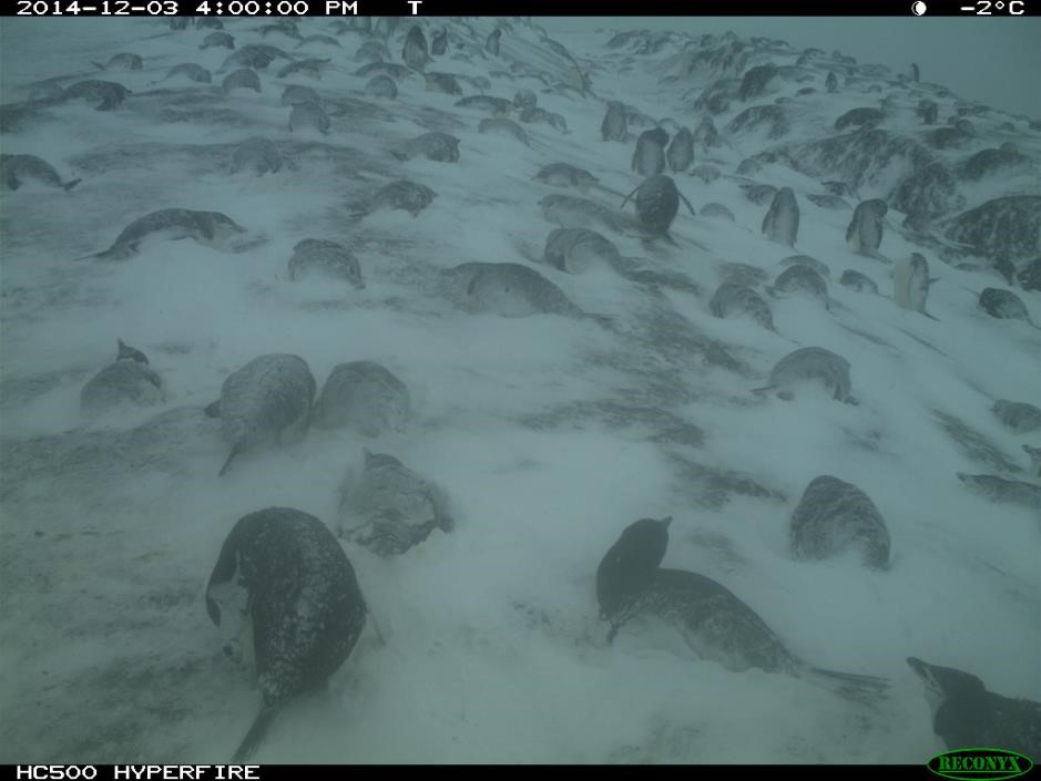 Penguins have returned! Pairs lie side by side in the snow until the first egg is laid.