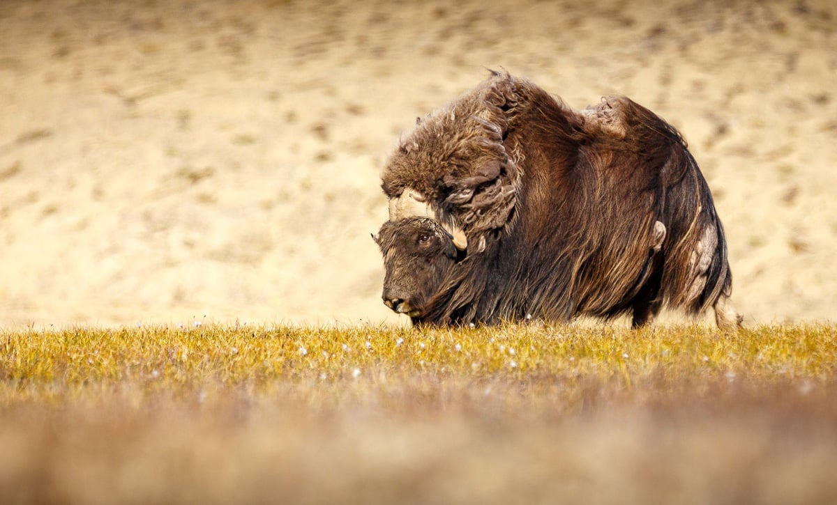 A single musk ox stands against the wind.