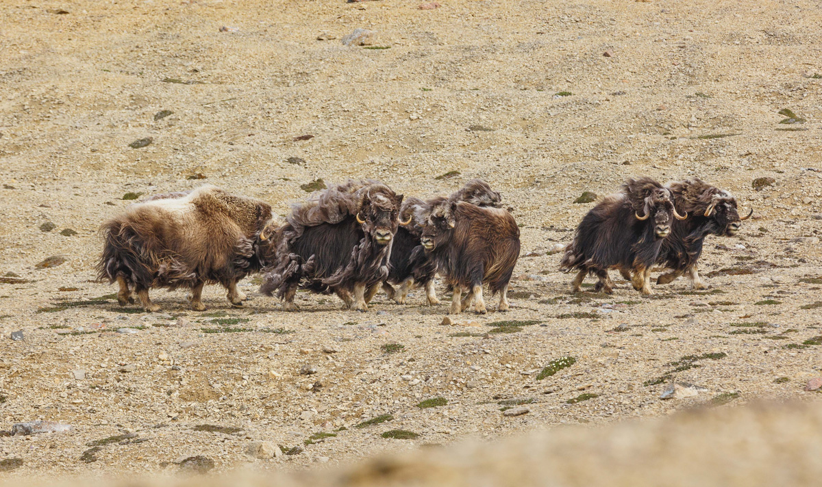 A herd of musk ox graze in a valley.