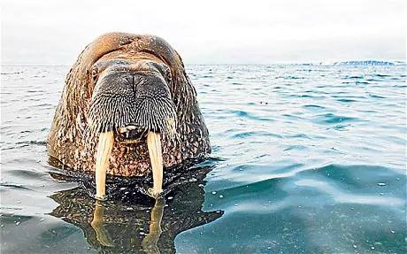 A curious walrus pokes its head out of the frigid Arctic waters.