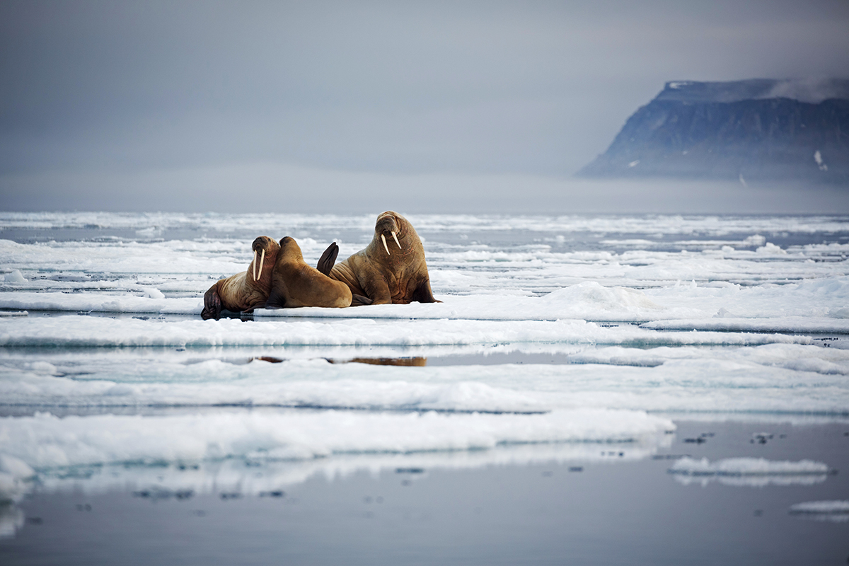 Two adult walruses and a cub on ice with a mountain in the background.