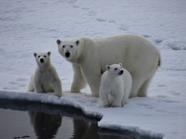 Polar bears gaze inquisitively at an Arctic expedition passenger&apos;s lens.