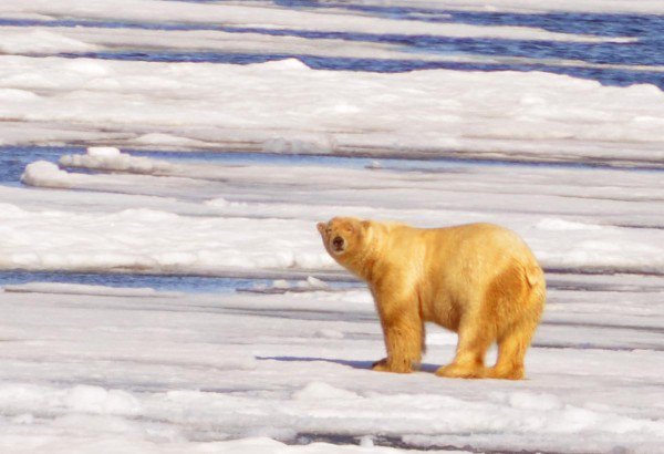 xPolar-Bear.Antarctic-600x410.jpg.pagespeed.ic.1vC7DmWlX2