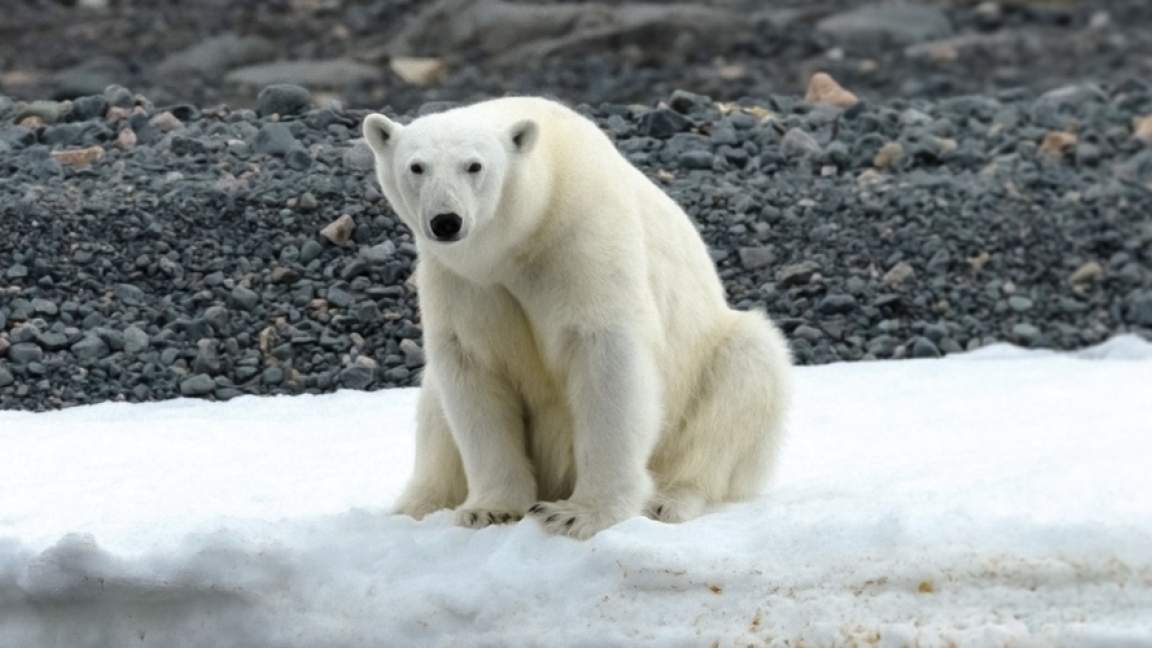Spitsbergen Photography: In Search of Polar Bears   Quark Expeditions