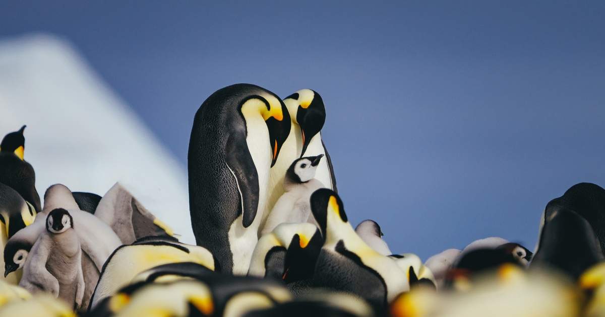 The Emperor Penguin: Meet Antarctica's Most Popular Seabird