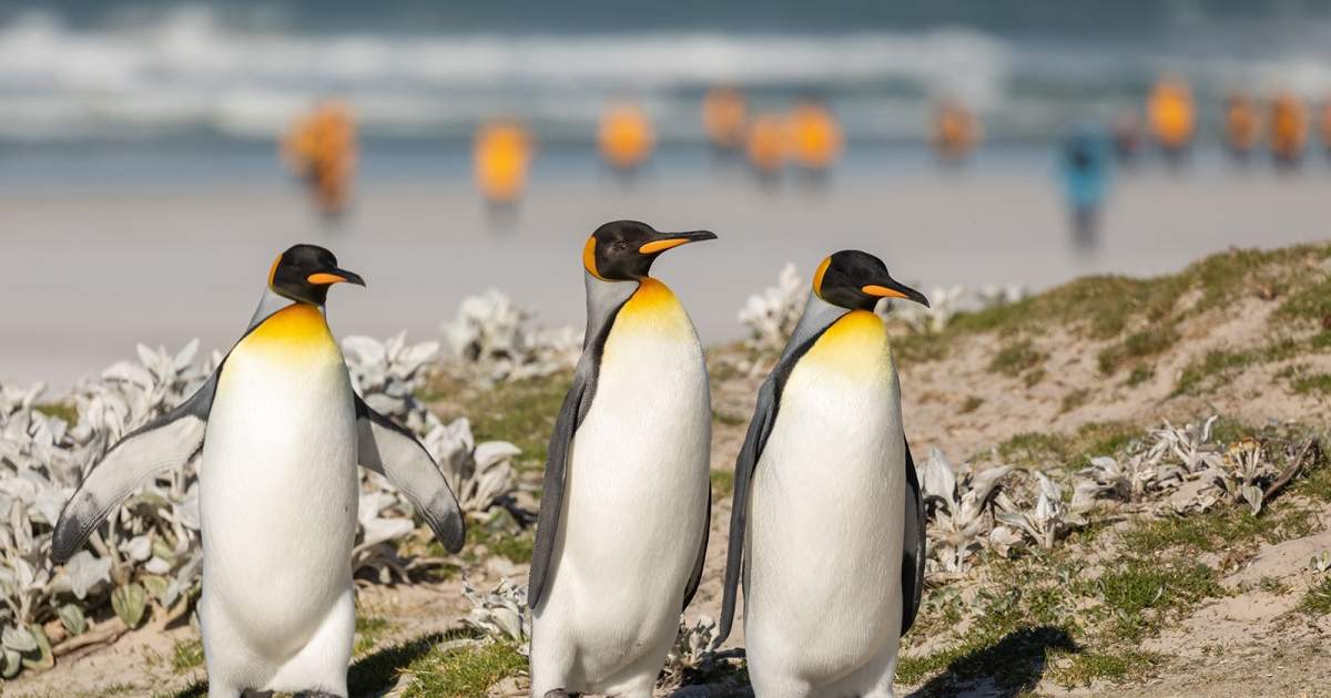 Penguin Dive - Jogo Gratuito Online