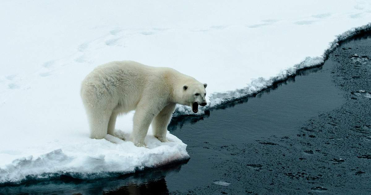 Should There be Polar Bears in Antarctica?