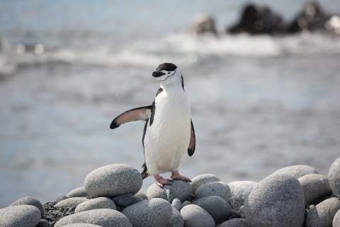 A single chinstrap penguin raises his right flipper for the camera as it stands on top of a rocky outcrop.