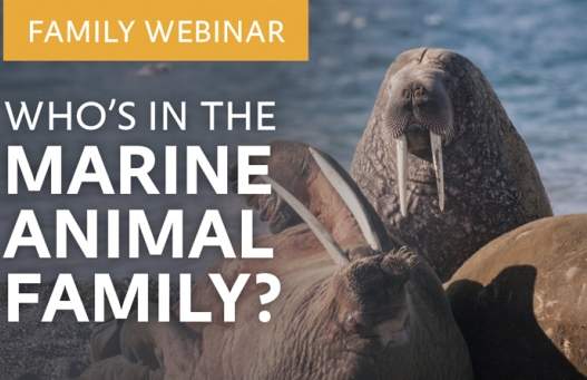 Who's in the Marine Animal Family?