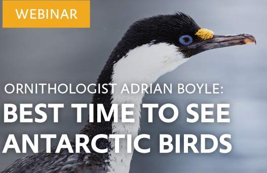 Best Time to See Antarctic Birds