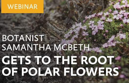 Botanist Samantha McBeth gets to the root of polar flowers