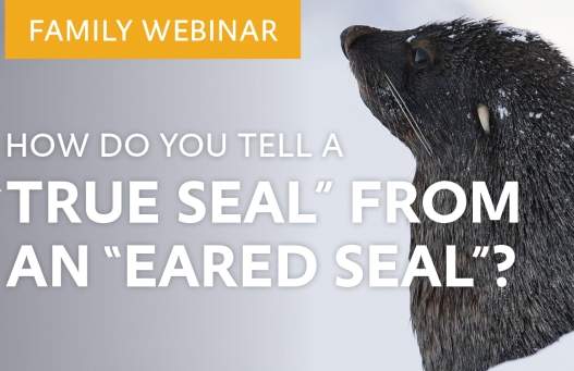 How do you tell a “true seal” from an “eared seal”?