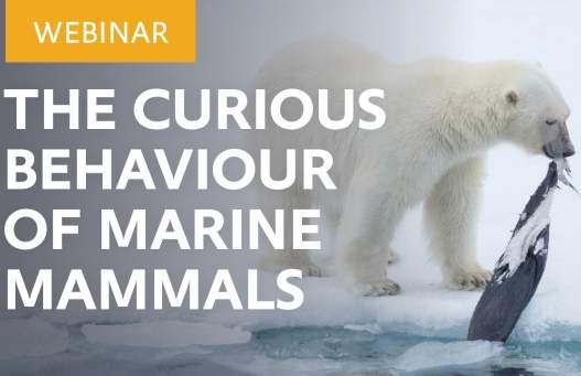 The Curious Behavior of Marine Mammals