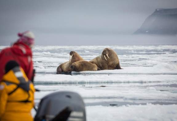 Walruses on Icy Arctic Landscape