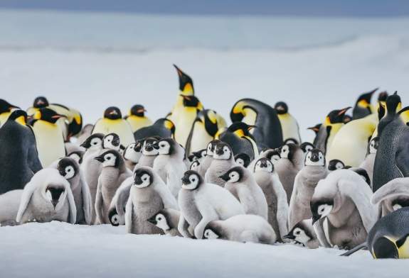 Emperor Penguins at Snow Hill