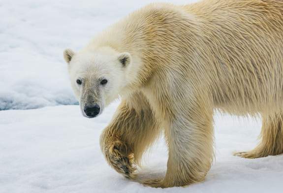 Polar Bear (Photo captured with a telephoto lens from a responsible distance, following regulatory / AECO guidelines)