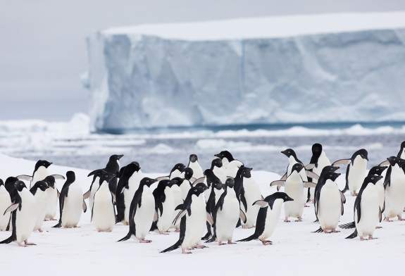 Adelie Penguins (Danger Islands, Antarctic Peninsula)