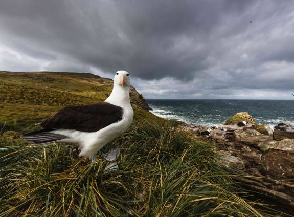 Black browed Albatross at West Point, Falkland Islands - Photo by Nicky Souness