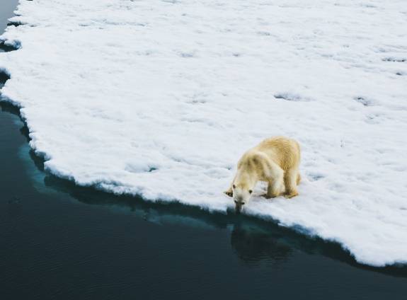 Spitsbergen Photography: In Search of Polar Bears